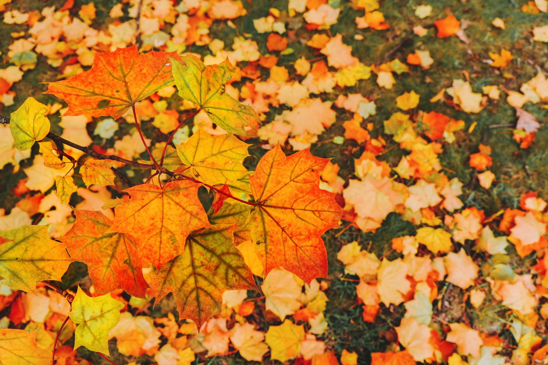 Bright orange and yellow maple leaves scattered on the ground in autumn.. bright, orange, yellow