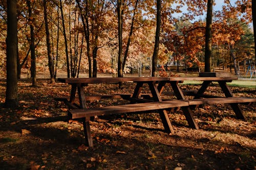 Benches in an Autumnal Park 