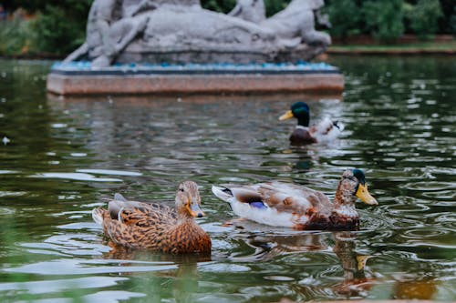水禽, 池塘, 鳥類 的 免费素材图片