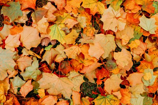 A colorful collection of maple leaves displaying the vibrant hues of autumn, scattered on the ground.. pexels, colorful, coll