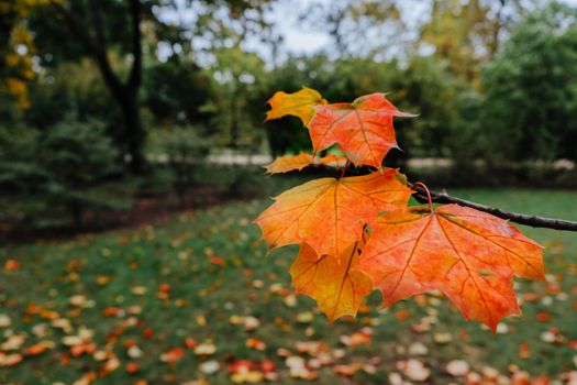 Close-up of colorful maple leaves showcasing the beauty of autumn in a wooded area.