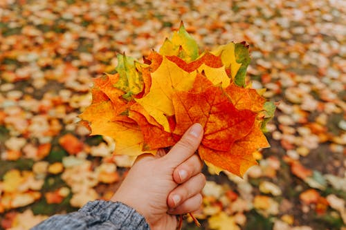 Person Holding Maple Leaves
