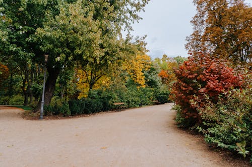 Foto d'estoc gratuïta de arbres, bancs, buit