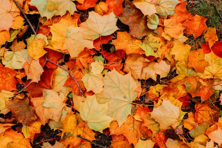 Overhead Shot Of Maple Leaves On The Ground