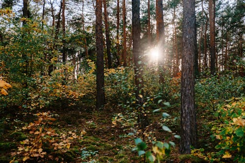 бесплатная Бесплатное стоковое фото с деревья, заводы, лес Стоковое фото