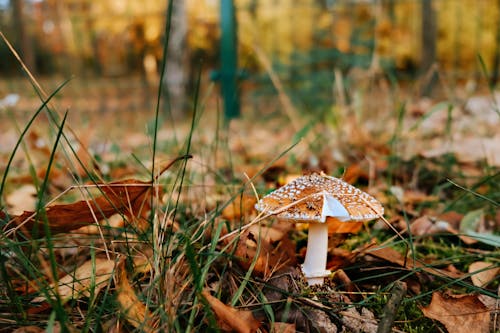 Close-Up Photo of a Brown Mushroom Near Grass