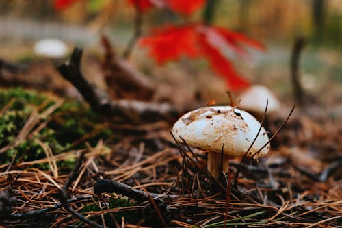 Photos gratuites de champignon, champignon vénéneux, fermer