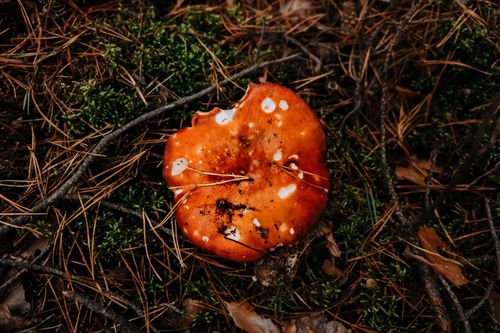Free Vibrant orange Amanita mushroom surrounded by twigs and moss in a forest setting. Stock Photo