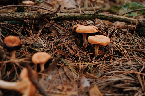 Free Detailed shot of wild mushrooms growing in the forest amidst dry foliage. Stock Photo