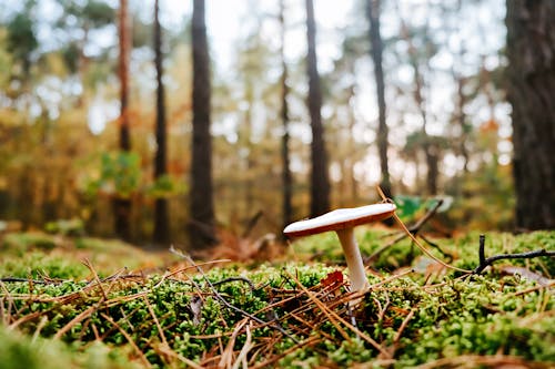 Gratis stockfoto met aarde, detailopname, flora