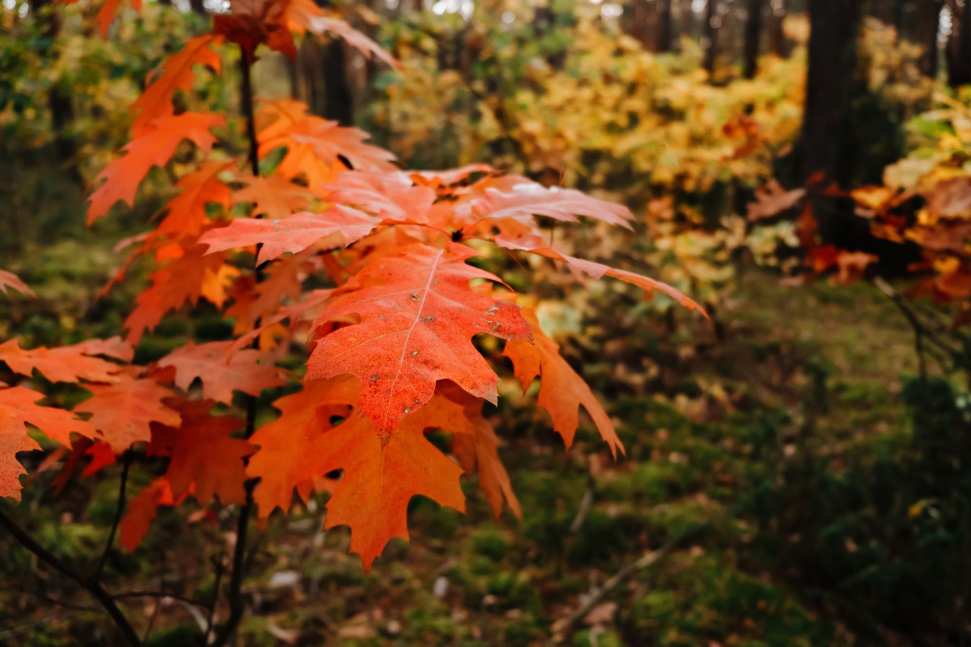 Capture of vivid red autumn leaves in a serene forest, celebrating the fall season.
