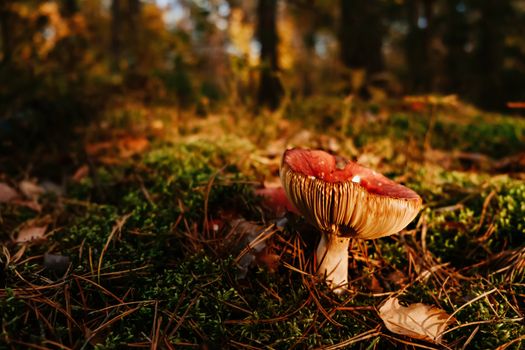 Close-up of a vivid red mushroom on a forest floor with warm, autumn light.