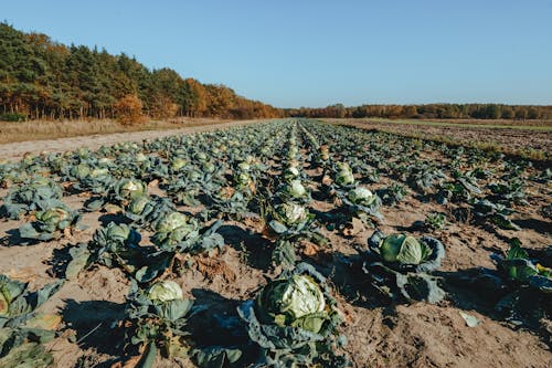 Gratis lagerfoto af afgrøde, bane, gård