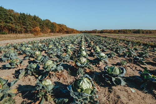 How Fall Storms Impact Crop Timing and Food Costs