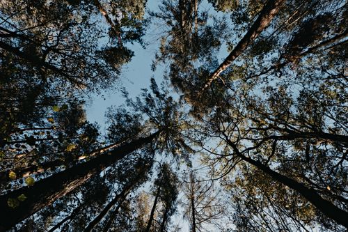 Free A tranquil view of a dense forest canopy seen from below, featuring tall trees and a clear sky. Stock Photo