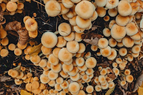 Fungus Growing on a Tree Trunk 