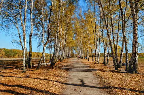 Kostenloses Stock Foto zu bäume, baumstämme, blauer himmel