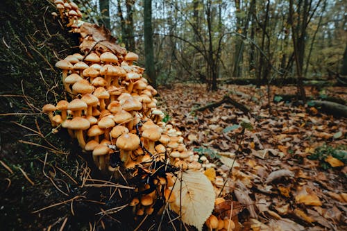 Gratuit Photos gratuites de champignons, croissance, fermer Photos