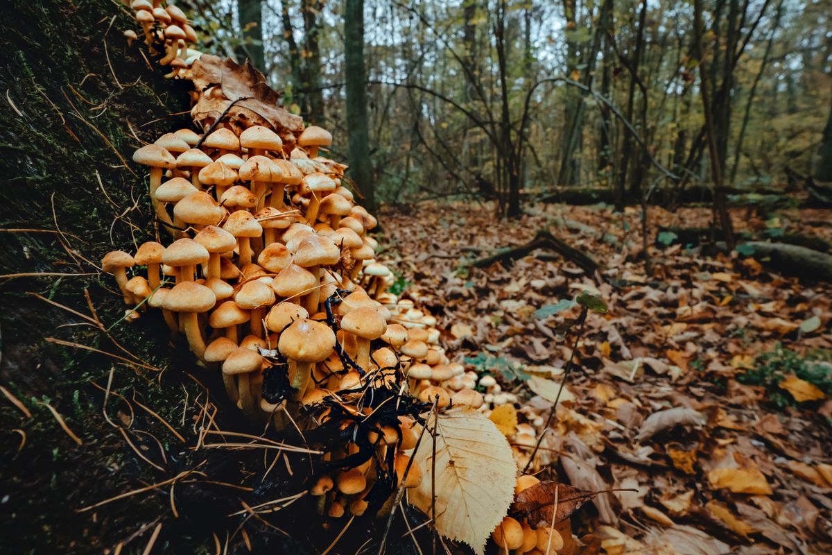 Fungi growing on a forest tree in autumn — the Swedish forest offers dozens of edible species beyond chanterelles