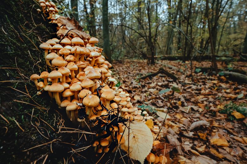 Mushroom farming