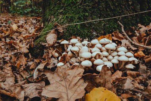 Leaves and Mushrooms on Ground