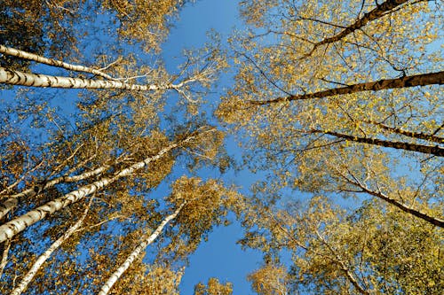 Foto d'estoc gratuïta de arbres alts, baguls, bosc