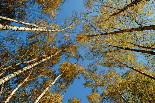Free Low angle view of tall birch trees with autumn foliage under a clear blue sky. Stock Photo