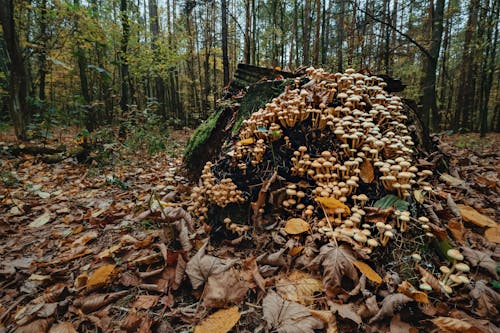 Gratis Foto stok gratis daun-daun berguguran, hutan, jamur Foto Stok