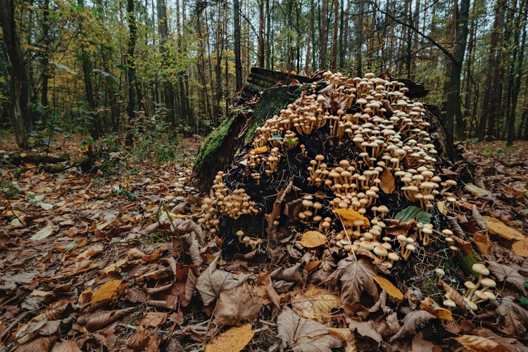 Growing Mushrooms In The Forest 