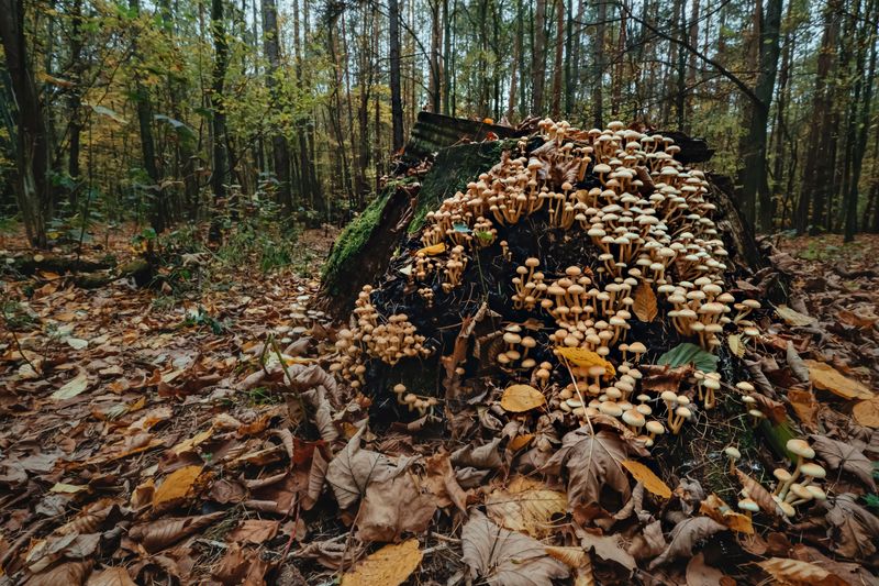 A dense cluster of mushrooms growing on a tree stump surrounded by fallen leaves in an autumn forest.