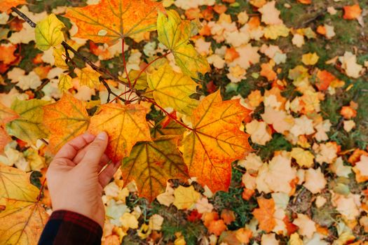 A person's hand holding vibrant autumn maple leaves against a backdrop of fallen leaves.