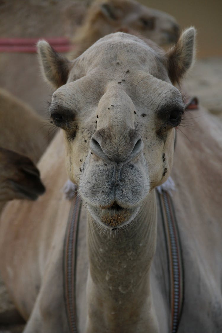 Dromedary Camel Head In Close-Up Photography 