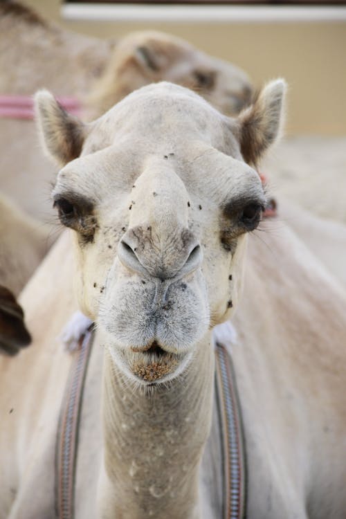 Kostenloses Stock Foto zu draußen, kamel, nahansicht
