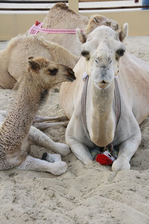 Kostenloses Stock Foto zu draußen, kamel, sand