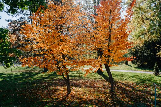 Colorful Autumn Trees in Park
