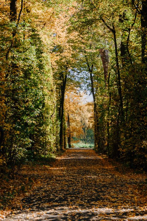 Free A tranquil tree-lined pathway covered in autumn leaves, showcasing vibrant fall colors. Stock Photo