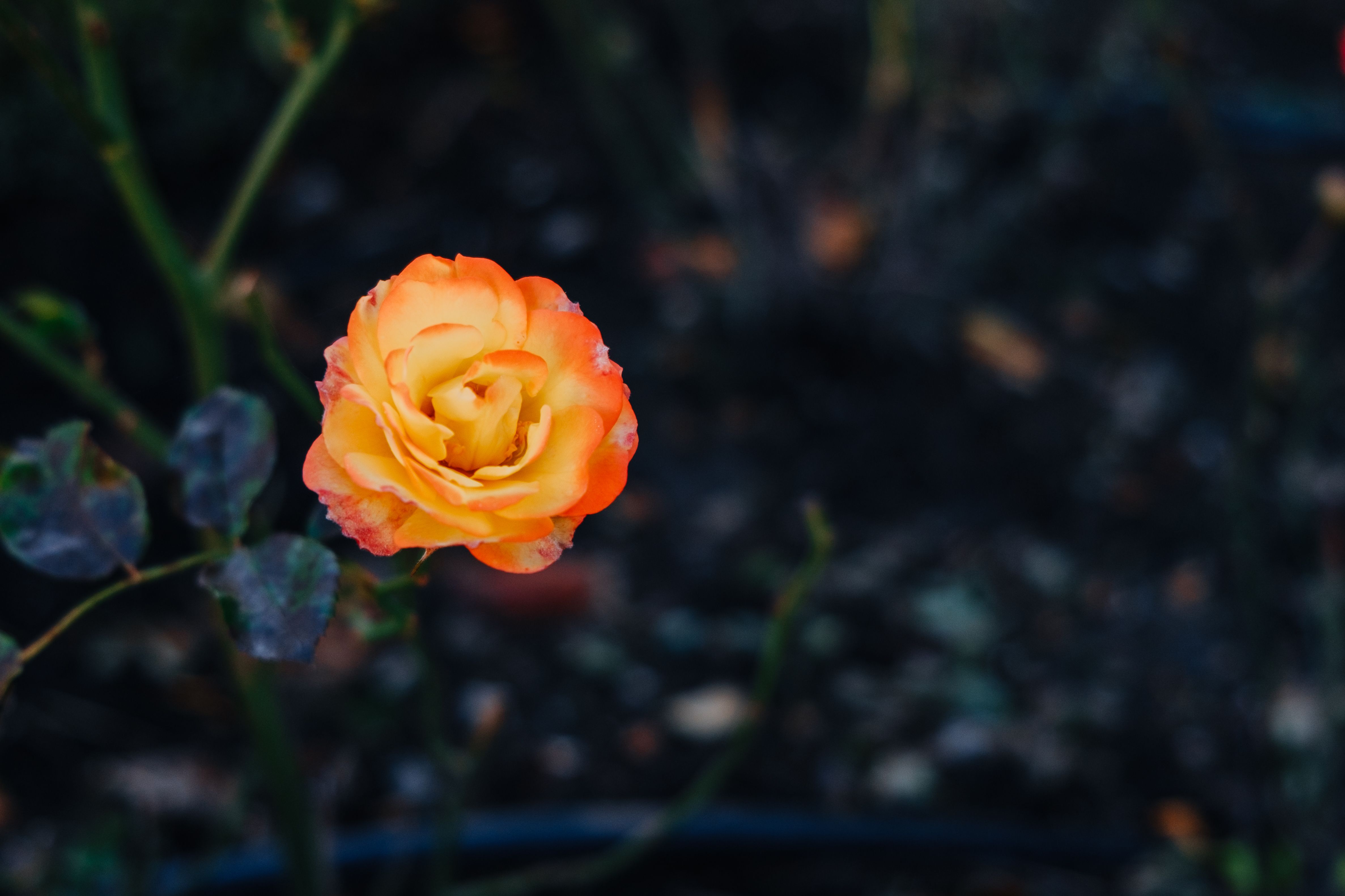 spiritual rose
