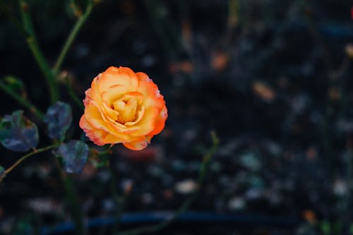 A Close-Up Shot of a Rose in Bloom