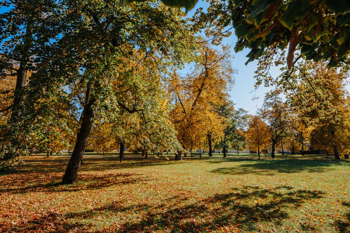 Immagine gratuita di alberi, ambiente, autunno