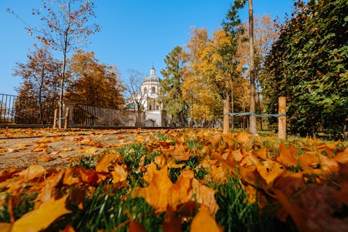 가을, 공원, 나뭇잎의 무료 스톡 사진