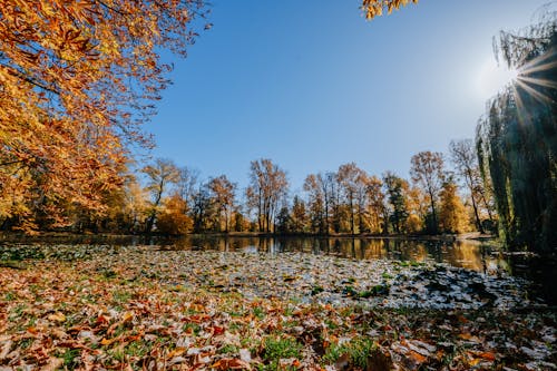 A Low Angle Shot of a Lake Near the Trees Under the Blue Sky