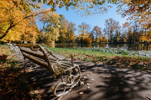 A Park Bench Near the Lake with Trees Under the Blue Sky