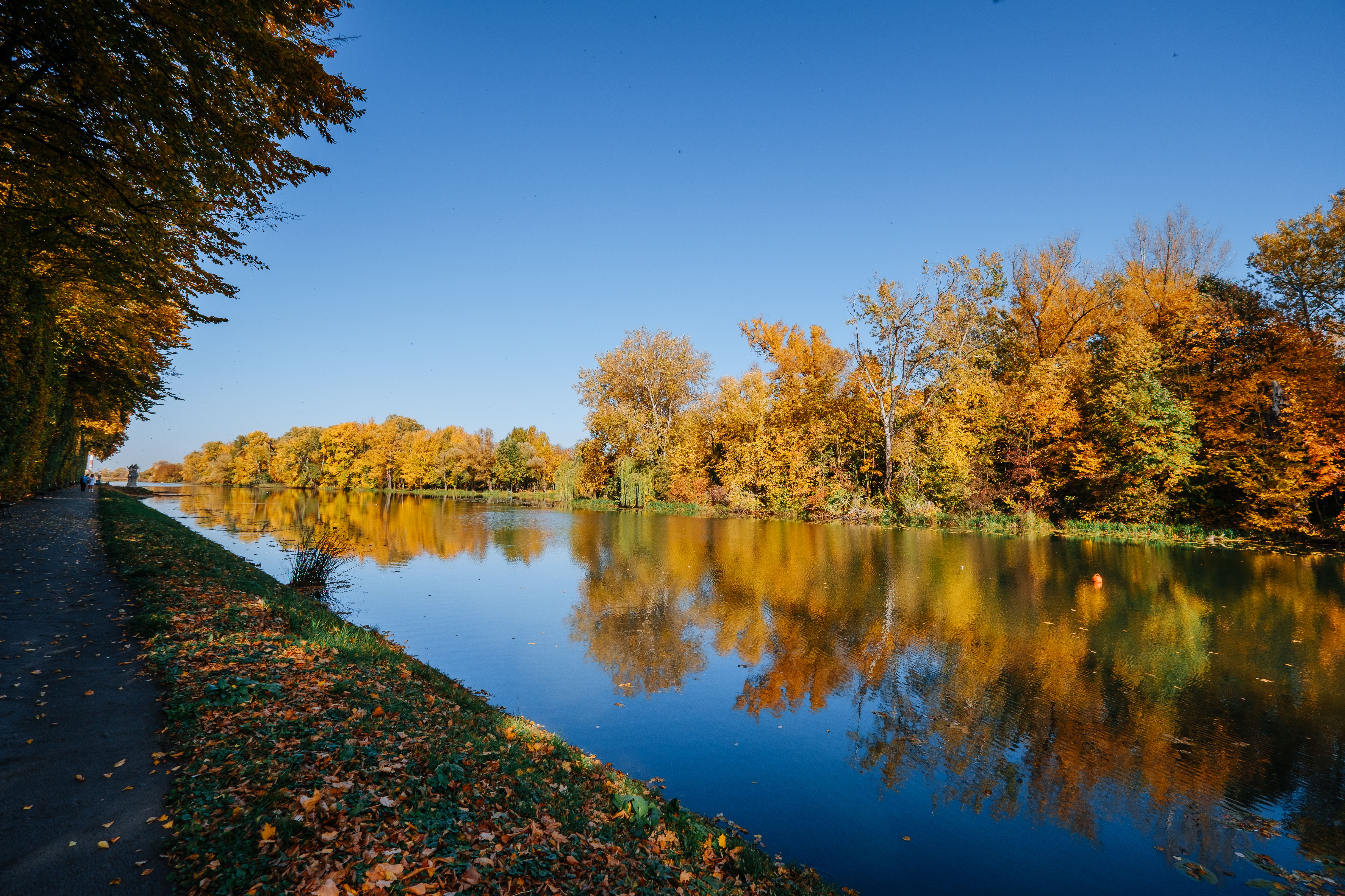 A Green Trees Near the Lake Under the Blue Sky · Free Stock Photo