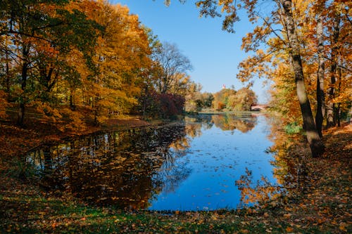 A Lake Near the Trees Under the Blue Sky