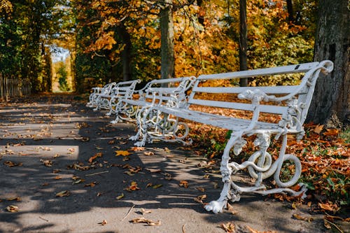 Free A Metal Benches at the Park Near the Trees Stock Photo