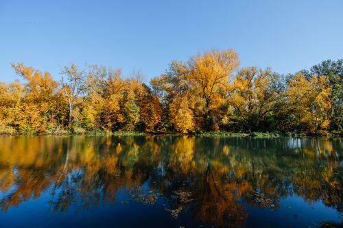 Free Peaceful scene of autumn trees reflecting in a calm river, showcasing vibrant fall colors. Stock Photo
