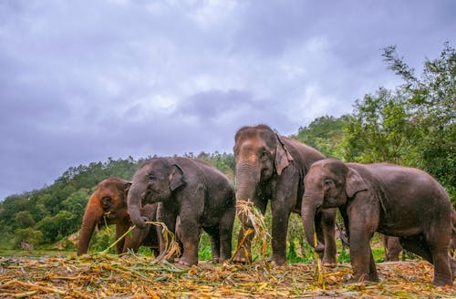 Four Elephants Eating Grass