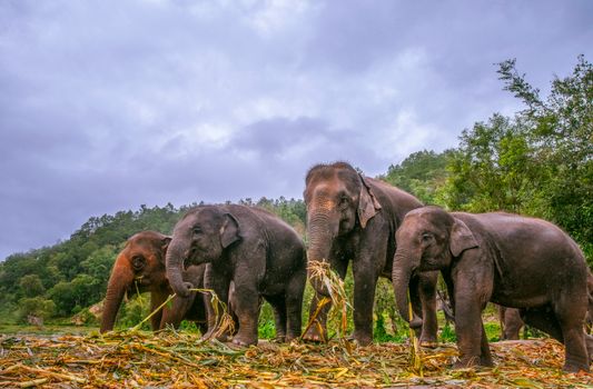 Ethical elephant sanctuary day — Chiang Mai