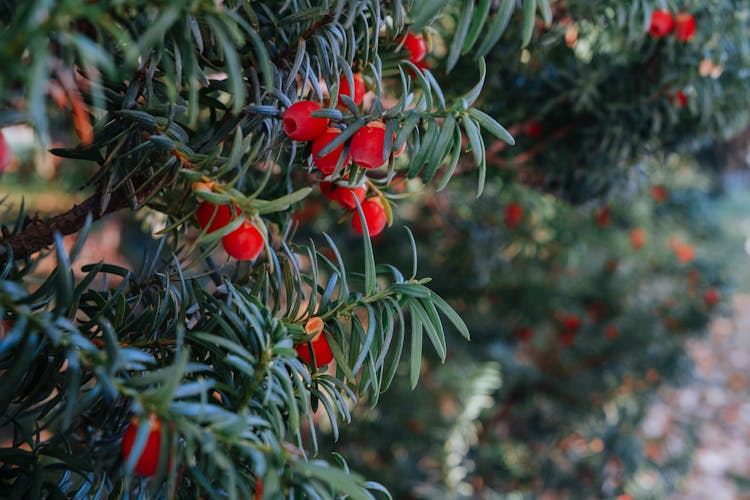 Branches Of Yew