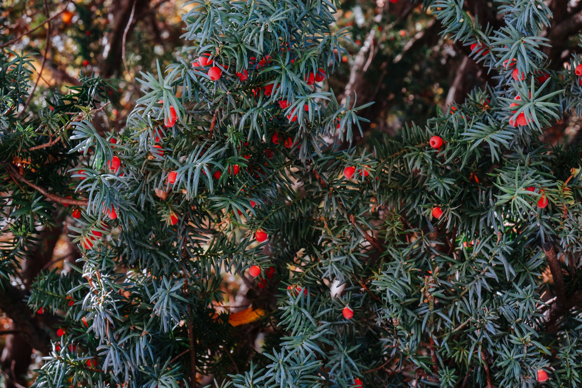 Close-up of a lush yew bush with vibrant red berries, showcasing nature's intricate beauty.